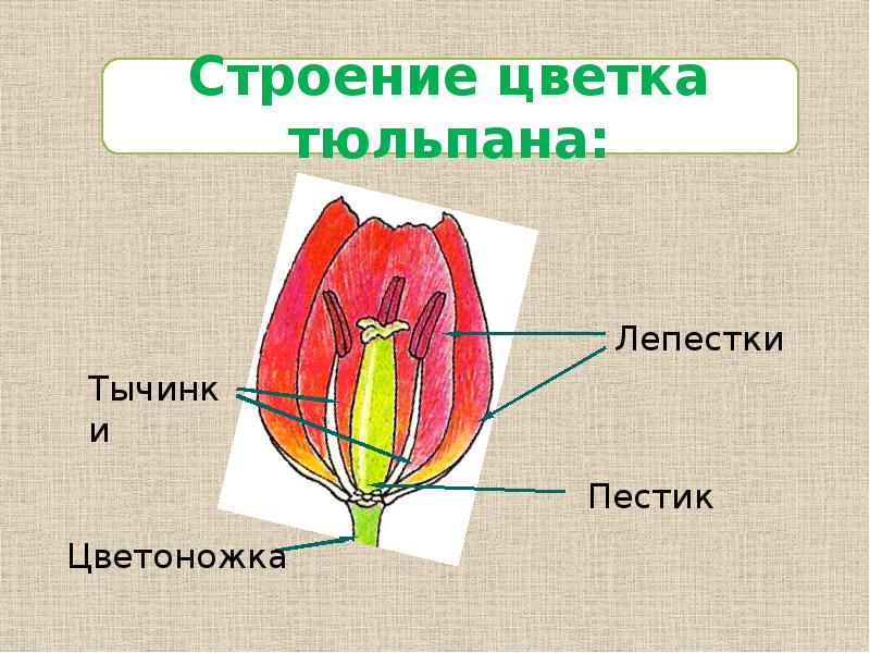 Тюльпан зародыш. Строение тюльпана биология 6 класс. Строение цветка тюльпана схема. Строение цветка тюльпана рисунок. Семейство Лилейные тюльпан строение.