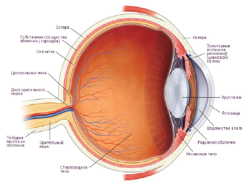 Орган зрения фото