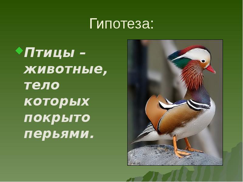 Проект кто такие птицы