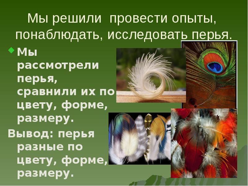 Перья Разных Птиц Фото С Названиями
