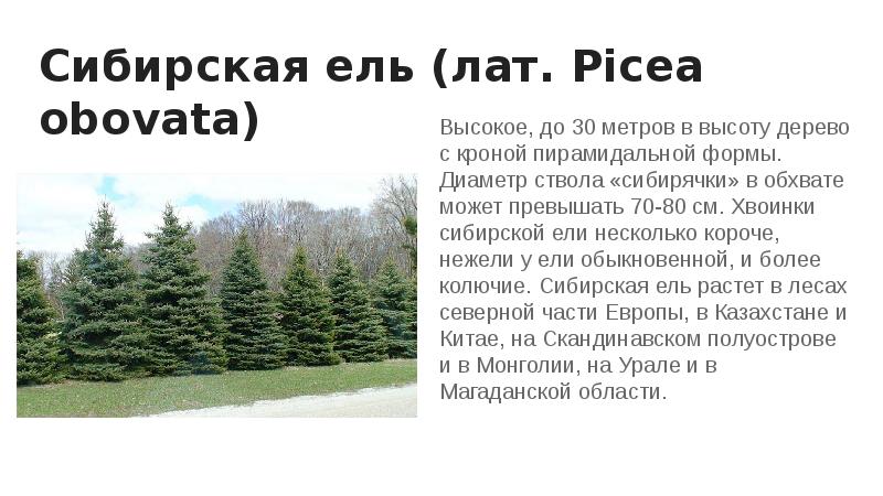 Сибирская ель (лат. Picea obovata)
Высокое, до 30 метров в высоту Сибирская ель (лат. Picea obovata)
Высокое, до 30 метров в высоту
