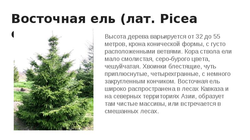 Восточная ель (лат. Picea orientalis)
Высота дерева варьируется от 32 до Восточная ель (лат. Picea orientalis)
Высота дерева варьируется от 32 до