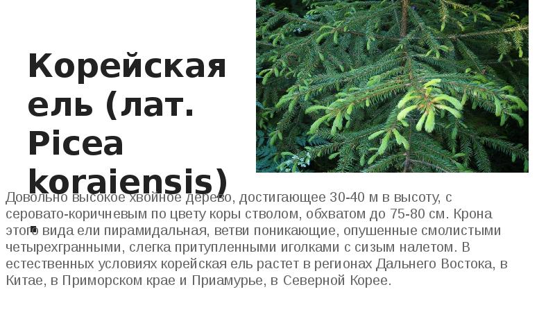 Корейская ель (лат. Picea koraiensis).
Довольно высокое хвойное дерево, достигающее 30-40 Корейская ель (лат. Picea koraiensis).
Довольно высокое хвойное дерево, достигающее 30-40