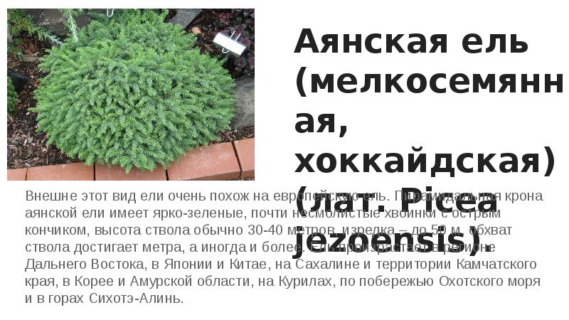 Аянская ель (мелкосемянная, хоккайдская) (лат. Picea jezoensis).
Внешне этот вид Аянская ель (мелкосемянная, хоккайдская) (лат. Picea jezoensis).
Внешне этот вид