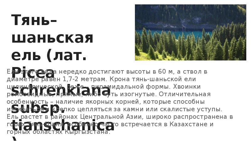Тянь–шаньская ель (лат. Picea schrenkiana subsp. tianschanica).
Ели этого вида нередко Тянь–шаньская ель (лат. Picea schrenkiana subsp. tianschanica).
Ели этого вида нередко