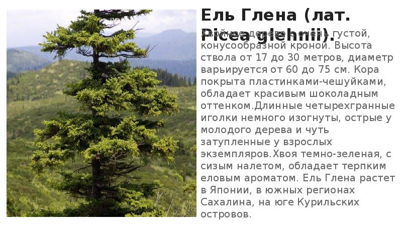 Ель Глена (лат. Picea glehnii).
Хвойное дерево с очень густой, конусообразной Ель Глена (лат. Picea glehnii).
Хвойное дерево с очень густой, конусообразной