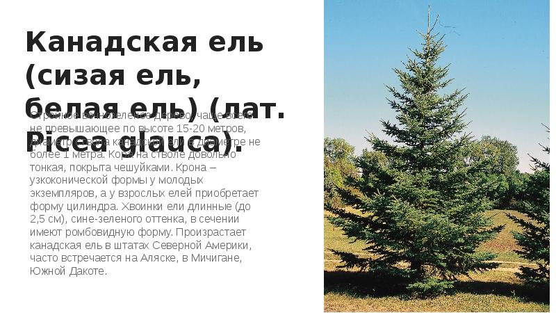 Канадская ель (сизая ель, белая ель) (лат. Picea glauca). Канадская ель (сизая ель, белая ель) (лат. Picea glauca).