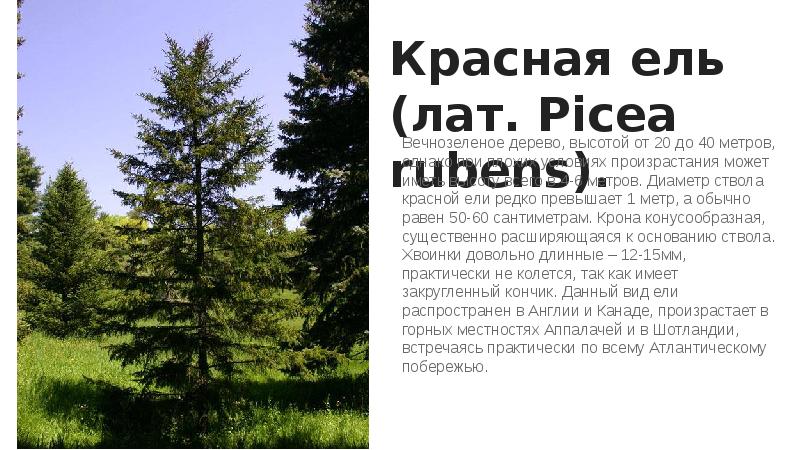 Отдел голосеменные. Ель