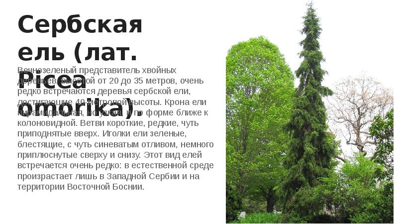 Сербская ель (лат. Picea omorika).
Вечнозеленый представитель хвойных деревьев, высотой от Сербская ель (лат. Picea omorika).
Вечнозеленый представитель хвойных деревьев, высотой от