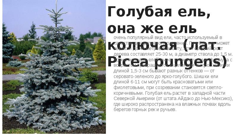 Голубая ель, она же ель колючая (лат. Picea pungens)
очень популярный Голубая ель, она же ель колючая (лат. Picea pungens)
очень популярный