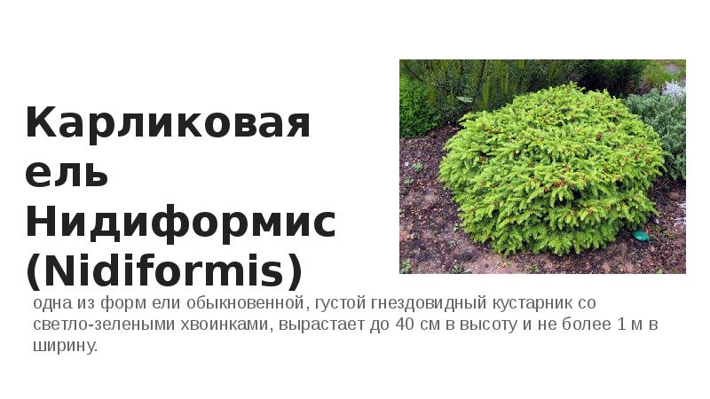 Карликовая ель Нидиформис (Nidiformis)
одна из форм ели обыкновенной, густой гнездовидный Карликовая ель Нидиформис (Nidiformis)
одна из форм ели обыкновенной, густой гнездовидный