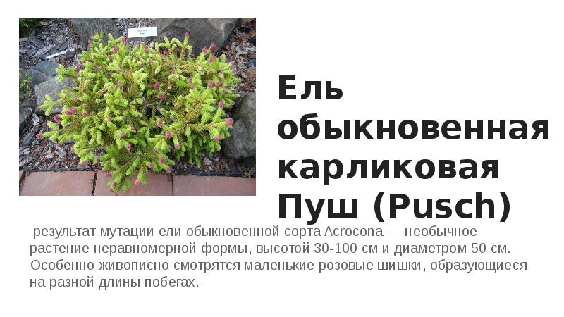 Ель обыкновенная карликовая Пуш (Pusch)
результат мутации ели обыкновенной сорта Ель обыкновенная карликовая Пуш (Pusch)
результат мутации ели обыкновенной сорта