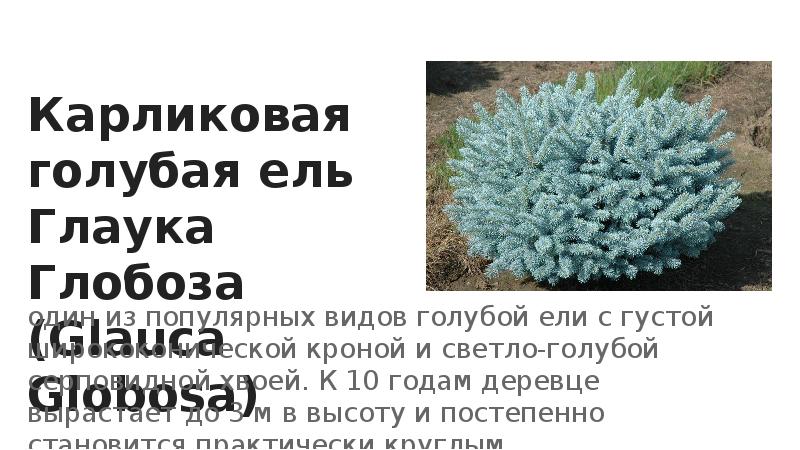 Карликовая голубая ель Глаука Глобоза (Glauca Globosa)
один из популярных видов Карликовая голубая ель Глаука Глобоза (Glauca Globosa)
один из популярных видов