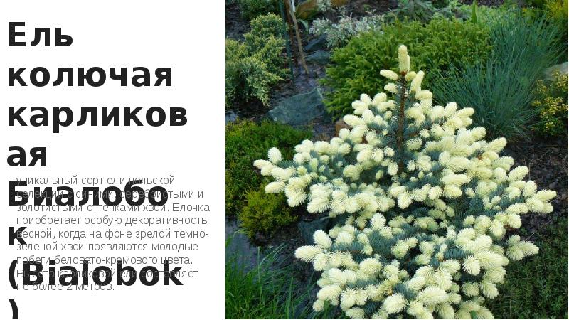 Ель колючая карликовая Биалобок (Bialobok)
уникальный сорт ели польской селекции с Ель колючая карликовая Биалобок (Bialobok)
уникальный сорт ели польской селекции с