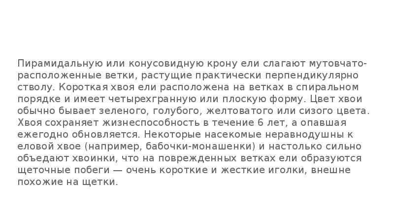 Пирамидальную или конусовидную крону ели слагают мутовчато-расположенные ветки, растущие практически перпендикулярно