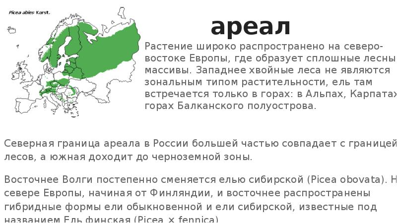 ареал
Растение широко распространено на северо-востоке Европы, где образует сплошные лесные ареал
Растение широко распространено на северо-востоке Европы, где образует сплошные лесные
