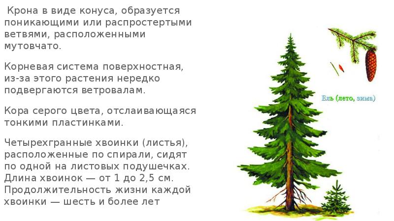 Крона в виде конуса, образуется поникающими или распростертыми ветвями, расположенными мутовчато.
Крона в виде конуса, образуется поникающими или распростертыми ветвями, расположенными мутовчато.