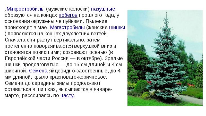 .Микростробилы (мужские колоски) пазушные, образуются на концах побегов прошлого года, у .Микростробилы (мужские колоски) пазушные, образуются на концах побегов прошлого года, у