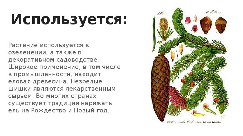 Используется:
Растение используется в озеленении, а также в декоративном садоводстве. Широкое Используется:
Растение используется в озеленении, а также в декоративном садоводстве. Широкое