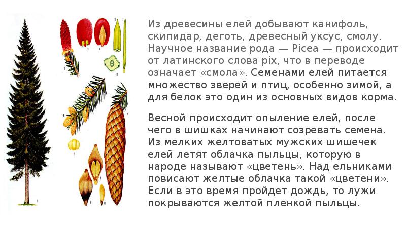 Из древесины елей добывают канифоль, скипидар, деготь, древесный уксус, смолу. Научное Из древесины елей добывают канифоль, скипидар, деготь, древесный уксус, смолу. Научное