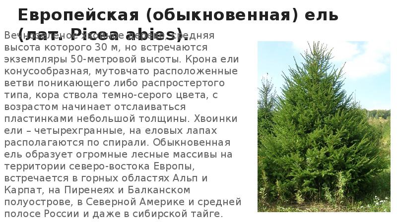 Европейская (обыкновенная) ель (лат. Picea abies).
Вечнозеленое хвойное дерево, средняя высота Европейская (обыкновенная) ель (лат. Picea abies).
Вечнозеленое хвойное дерево, средняя высота