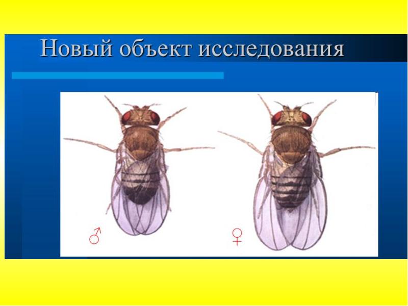 Томас морган презентация