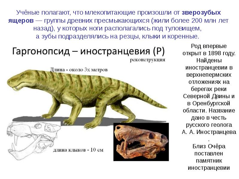 Презентация происхождение млекопитающих 7 класс биология