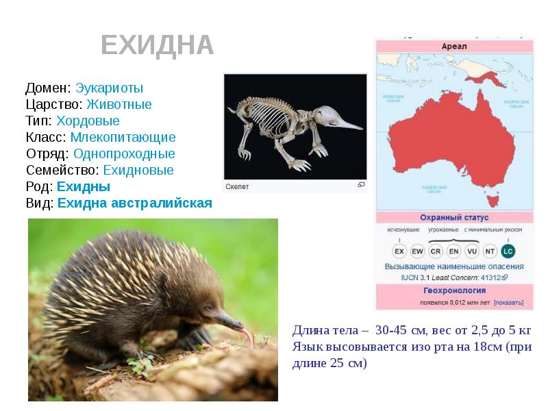 Однопроходные млекопитающие презентация