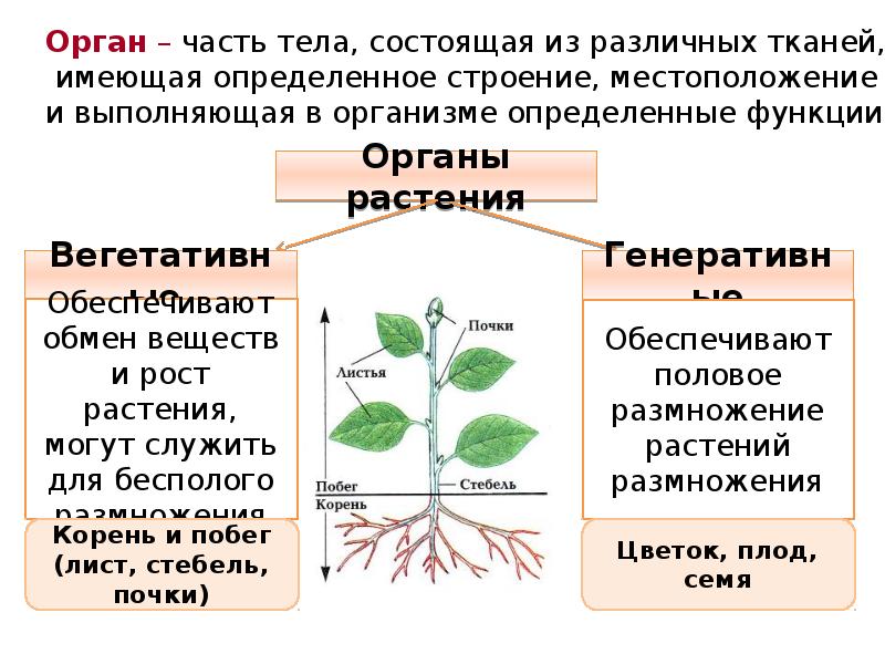 Эволюция систем органов растений