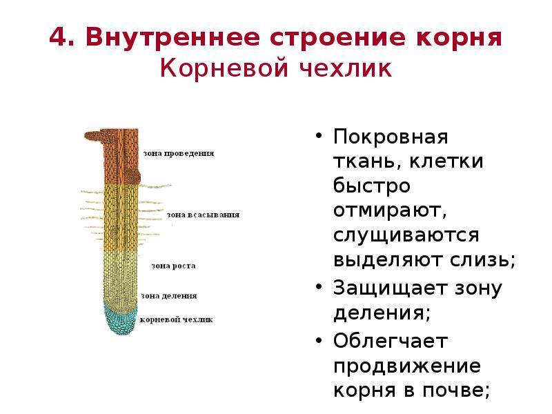 Зона деления какие клетки