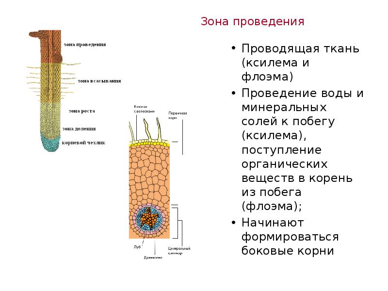 Земли стебель