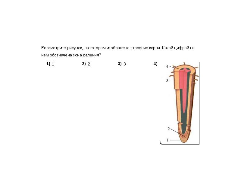 Какой цифрой на рисунке обозначена зона роста корня