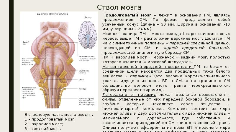 Схема стволовой части мозга