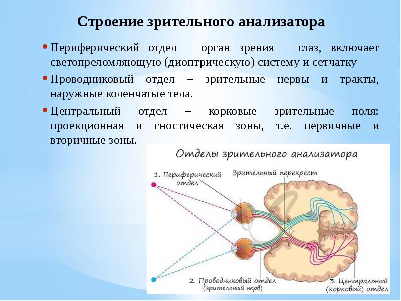 Отделами зрительного анализатора является. Строение периферического отдела зрительного анализатора. Зрительный анализатор физиология.