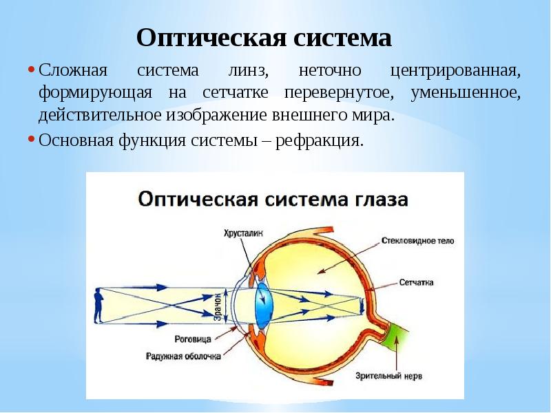 Лучи света попадая на сетчатку образуют уменьшенное и перевернутое изображение видимым глазом