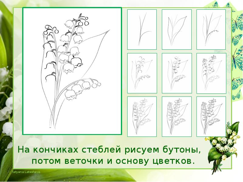 Как нарисовать ландыш майский