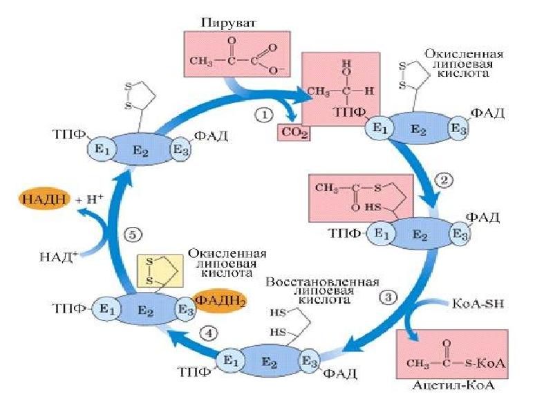 Цпэ биохимия. Пируватдегидрогеназный комплекс биохимия схема. Окислительное декарбоксилирование ПВК схема. Цикл Кребса общий путь катаболизма. Окислительное декарбоксилирование пирувата схема.