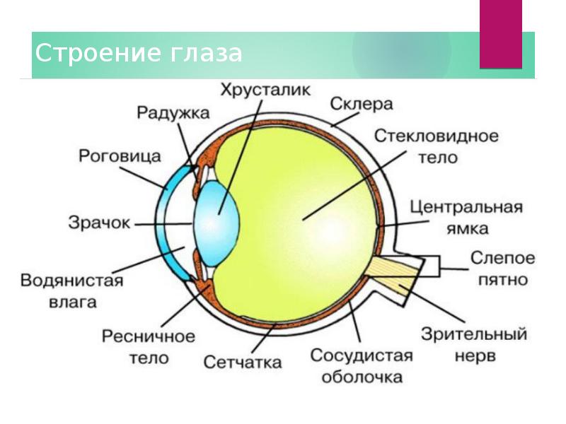Радужка строение и функции. Анализаторы глазное яблоко схема строение. строение глаза сбоку. строение зрительного анализатора глазное яблоко. строение глаза сетчатка роговица хрусталик.