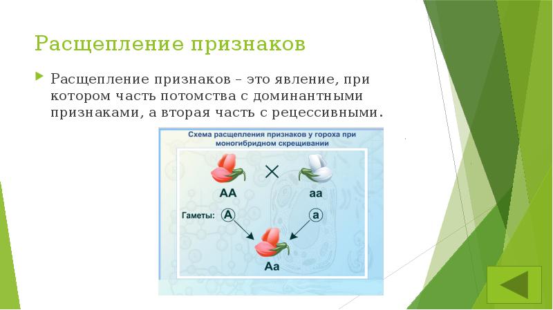 Расщепление признаков