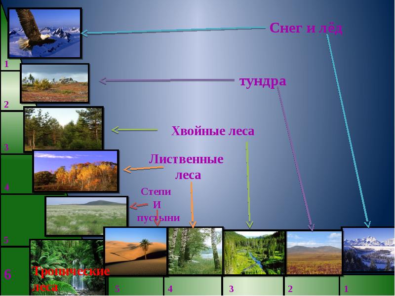 6 класс география презентация жизнь на поверхности суши леса