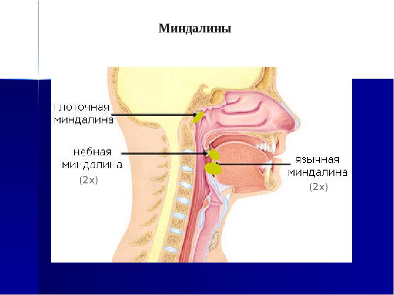 Глотка 4 буквы. Глоточная миндалина глотки. Глоточная миндалина анатомия. Лодочная миндалина расположена. Человеческое горло в разрезе.