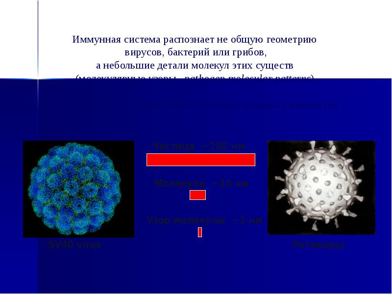 Проект вирусы геометрическая форма