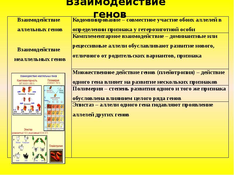 Взаимодействие генов в развитии. Типы взаимодействия аллельных генов таблица. схема типы взаимодействия аллельных генов. типы взаимодействия неаллельных генов. взаимодействие аллельных и неаллельных генов.