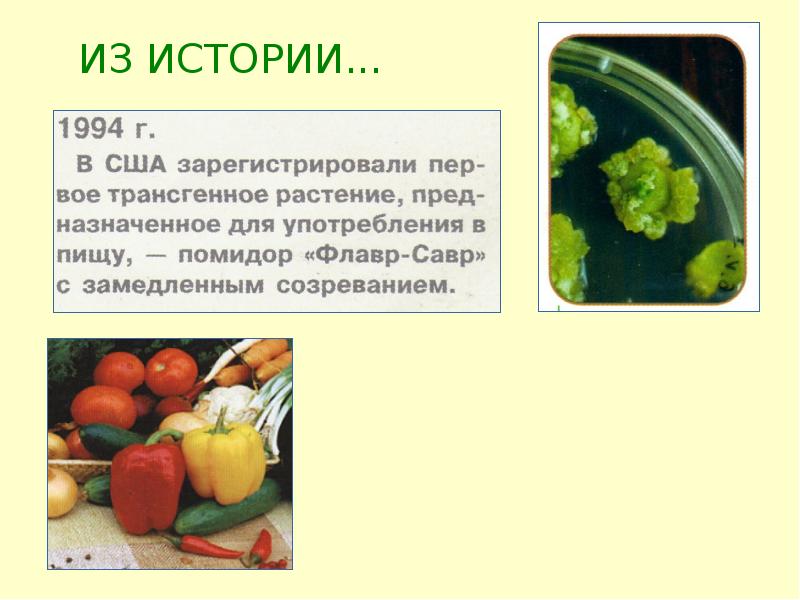 Биотехнологии 3 этапа таблица. Введение в биотехнологию. Биотехнология описание помидор.