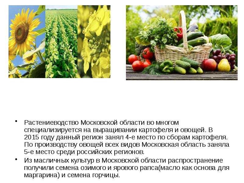 Особенности сельскохозяйственных растений. Растениеводство в Подмосковье. Сельское хозяйство Подмосковья презентация. Растениеводство презентация. Отрасли сельского хозяйства в Московской области.