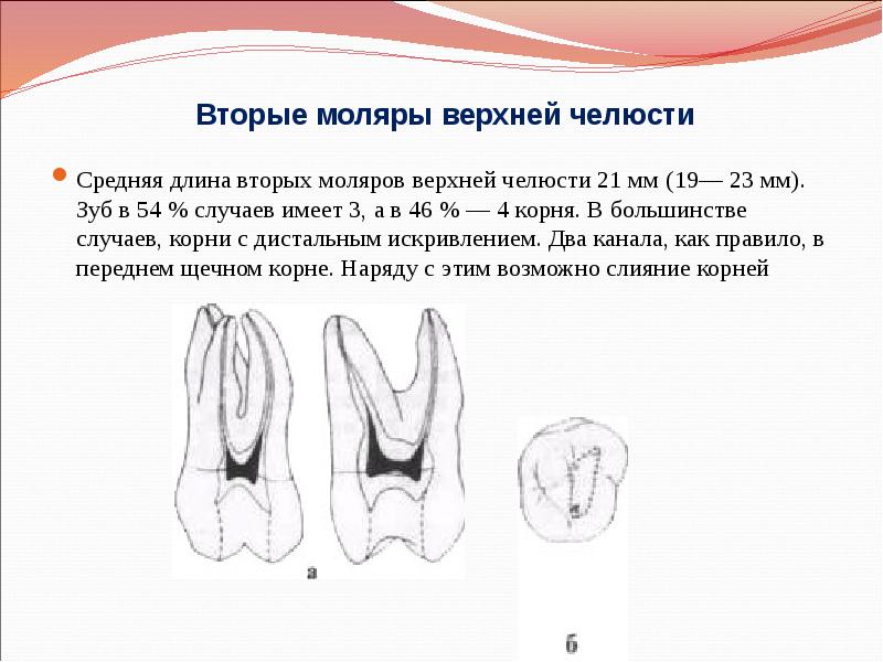 Анатомия постоянных зубов презентация