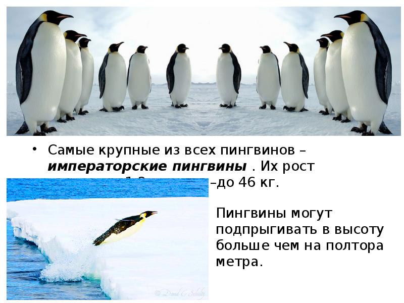 Конспект про пингвинов