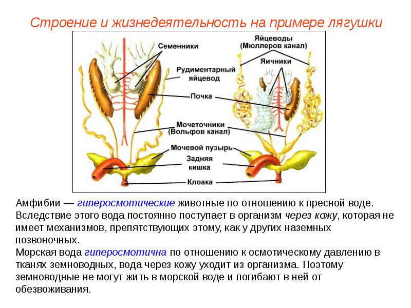 Презентация выделительная система пименов