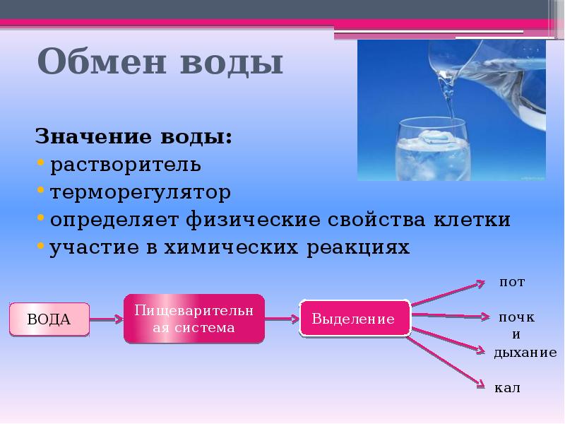 Обмен минеральных солей схема биология 8 класс