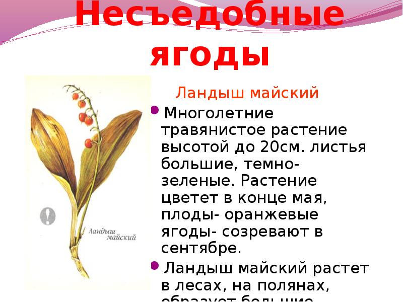 Съедобное несъедобное презентация